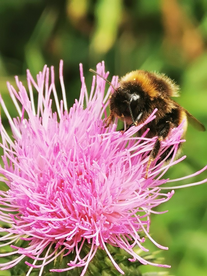 Flower and bee!??