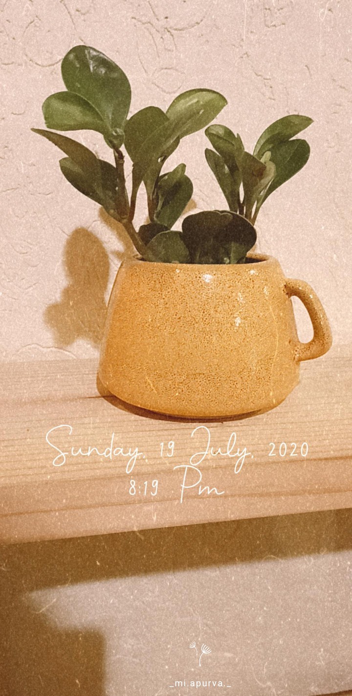 Cup.Homegarden