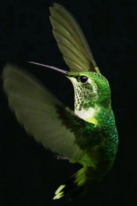 bird