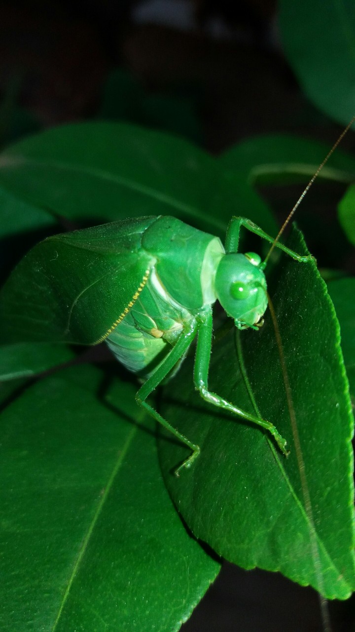 cricket