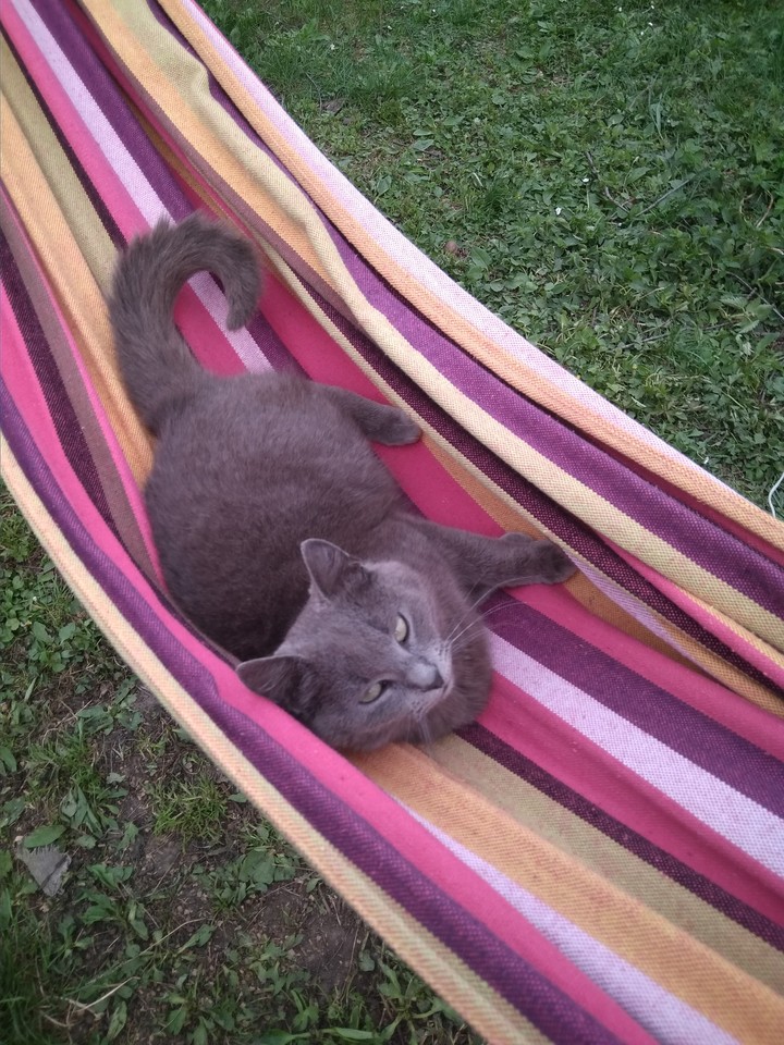 cat