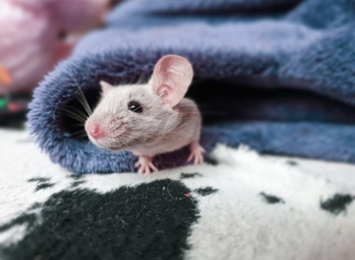 Mouse