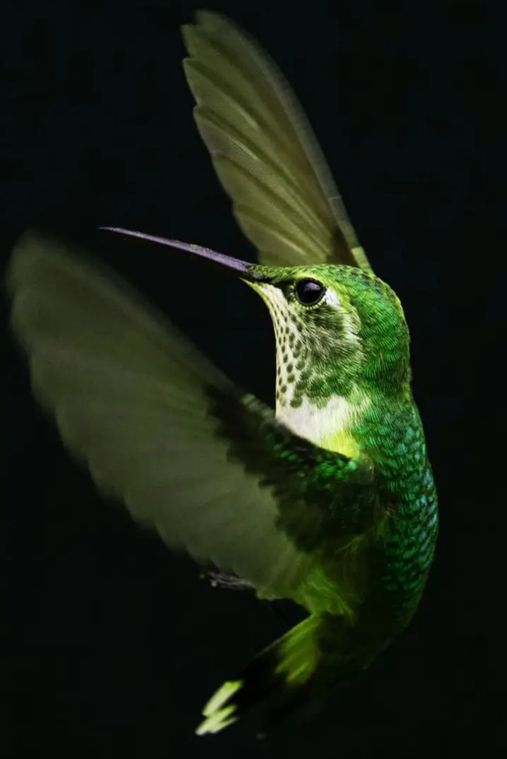 bird