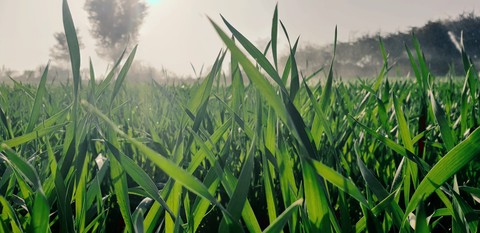 Grass