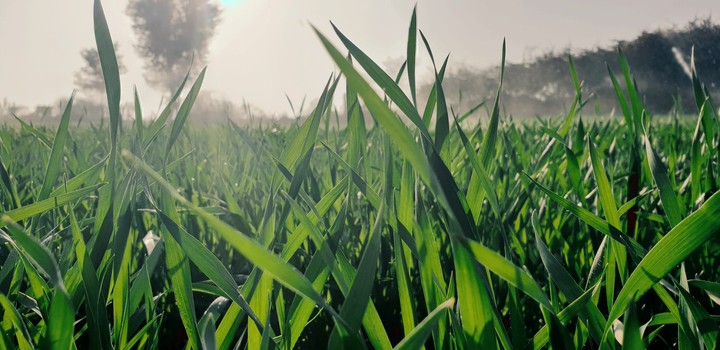 Grass