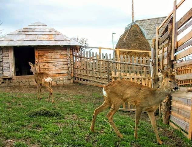 Animals