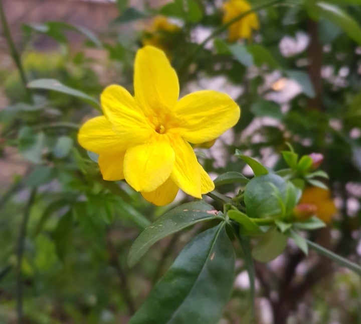 #Plant‌#Yellow#Flower