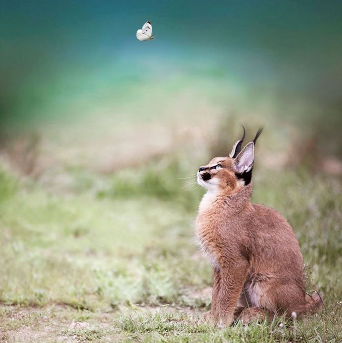 Caracal