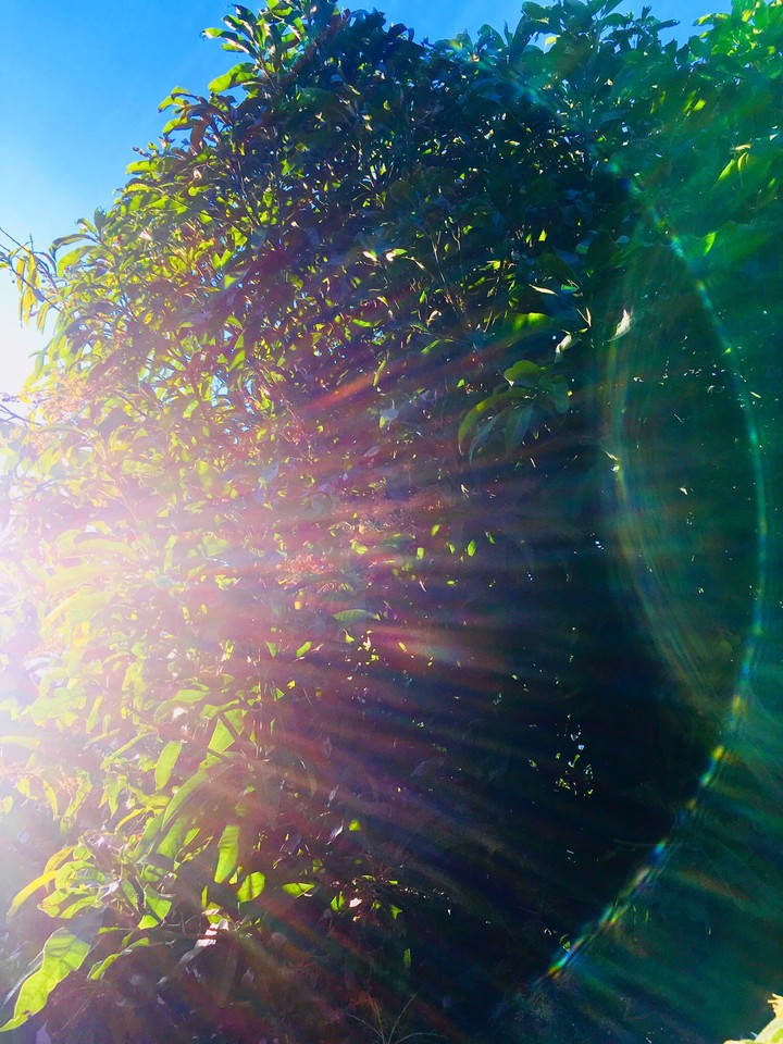 Sun Light