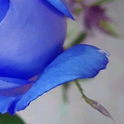 4x puzzle blue Roses