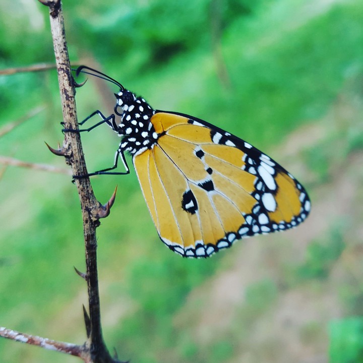 Butterfly