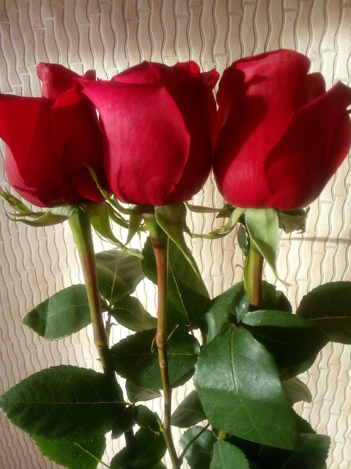 drei Rosen für die Liebe