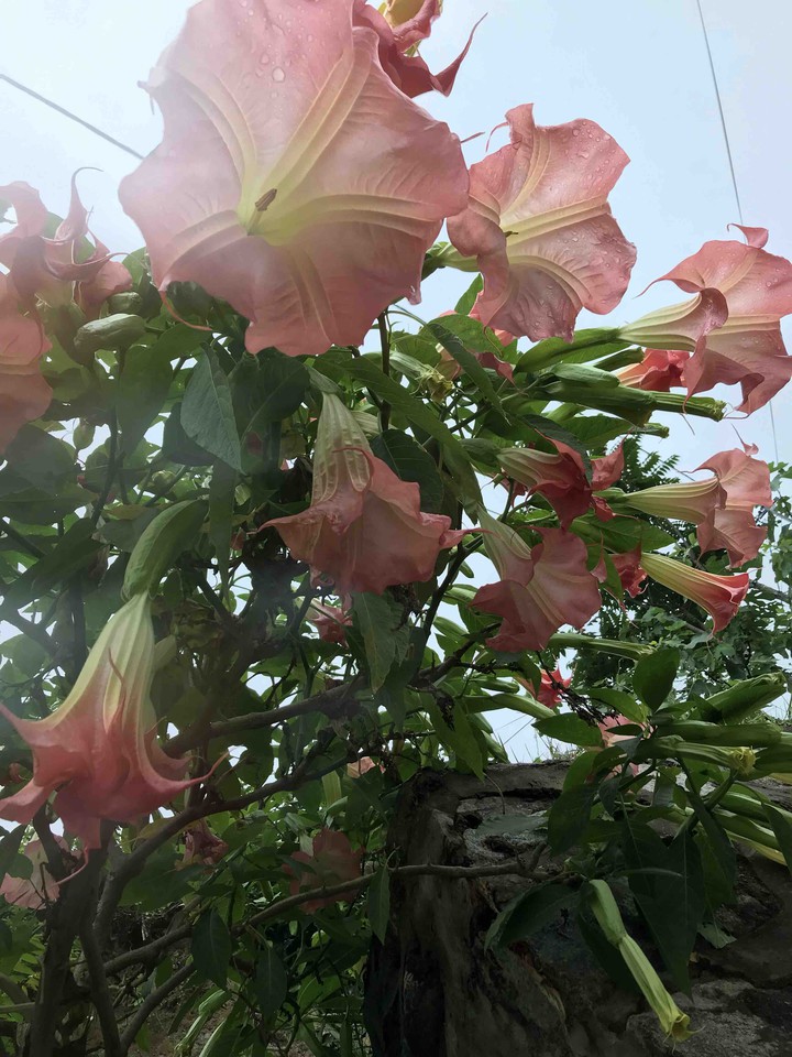 flowers
