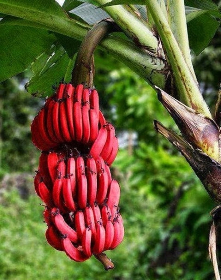banana vermelha