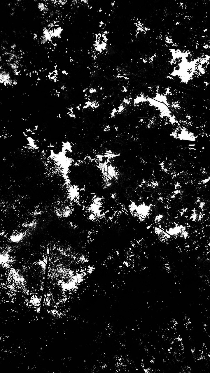 dark forest
