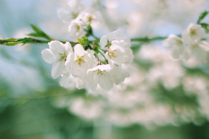 벚꽃