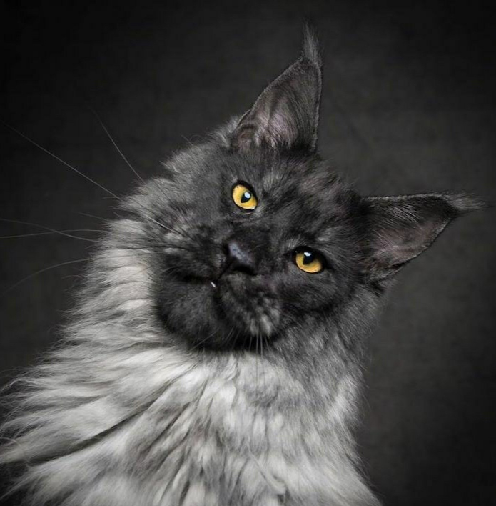 Cat - Gato noruego del bosque