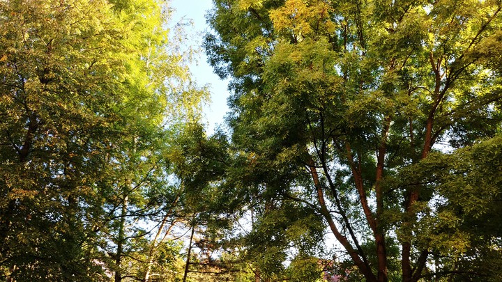 trees