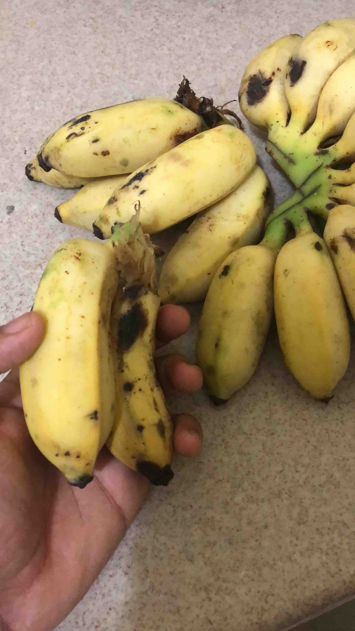 Rulos maduros