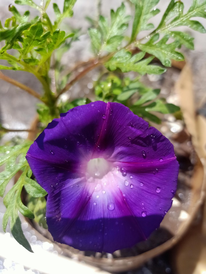 My gardening flower.  lovely na.