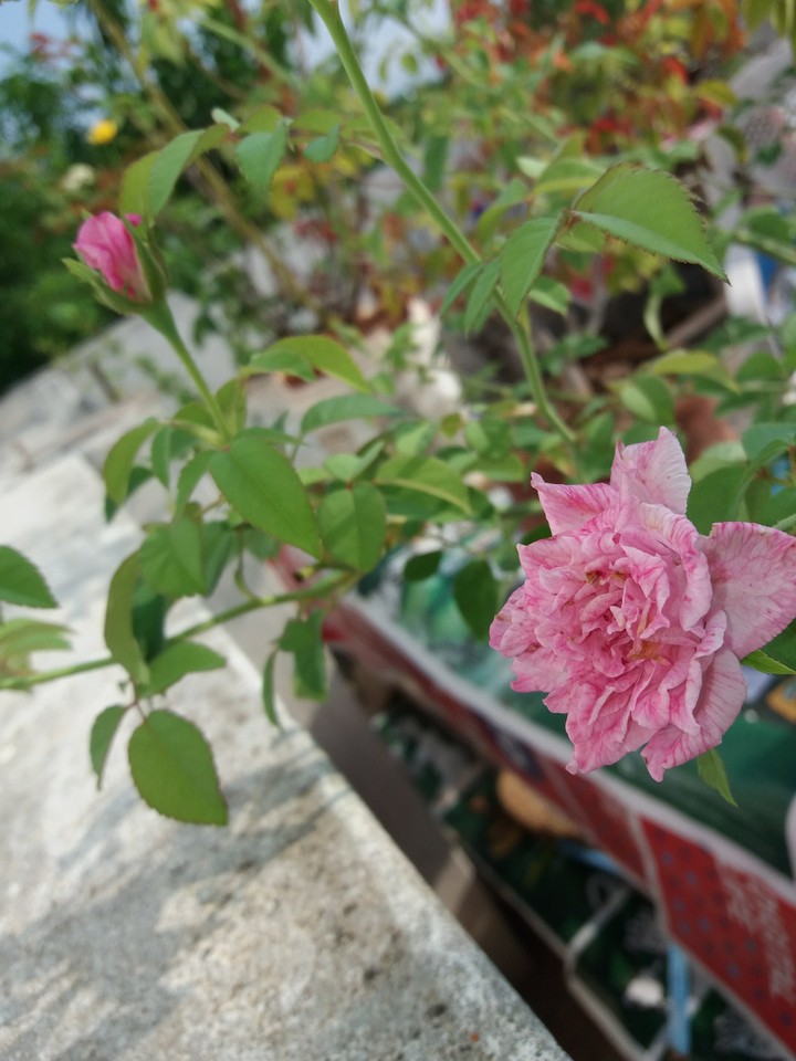 paneer roses