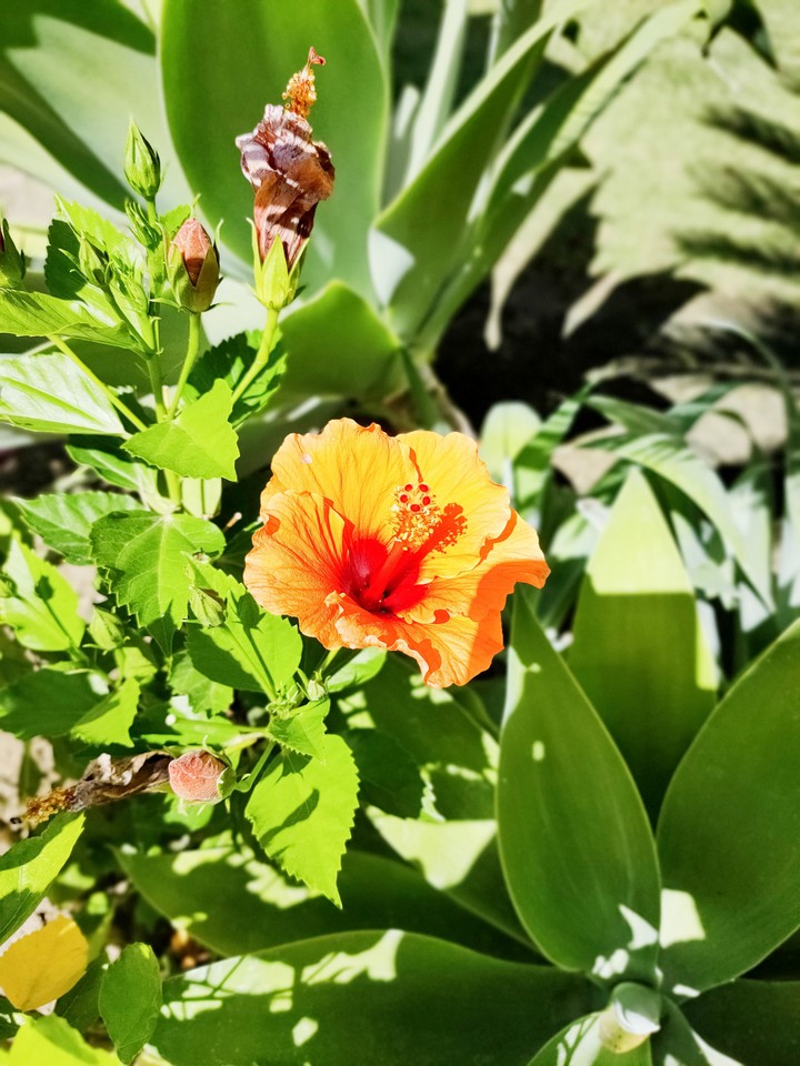 hibiscus