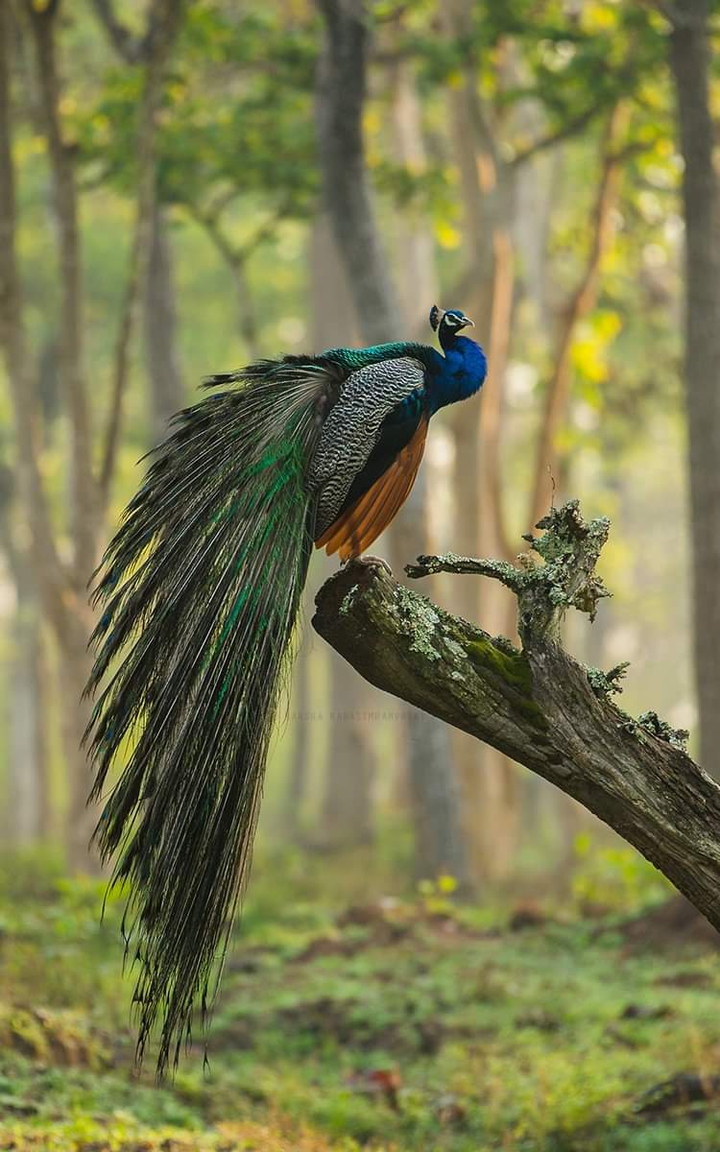 peacock