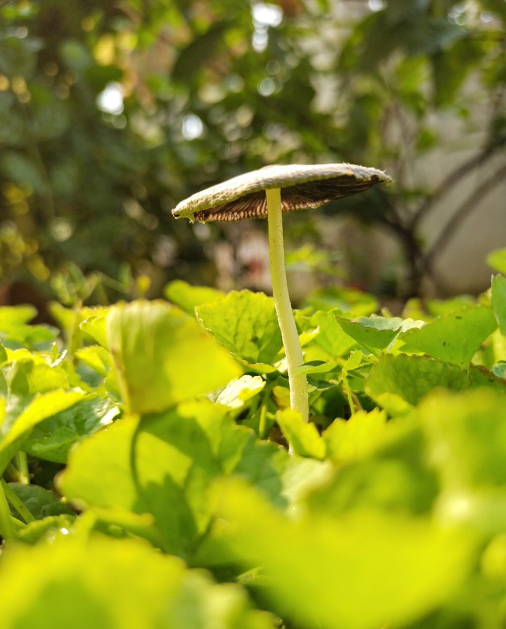 mushroom