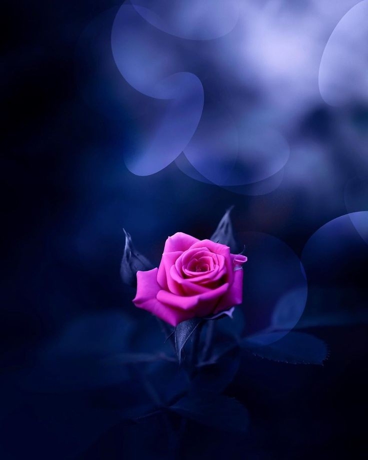 rose