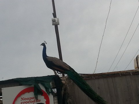 phasianidae, peafowl वॉलपेपर