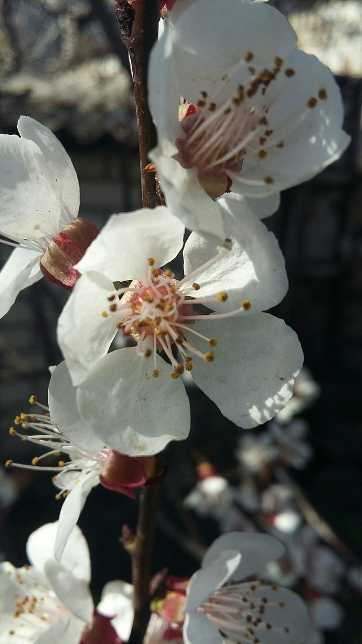 Apricot flowers