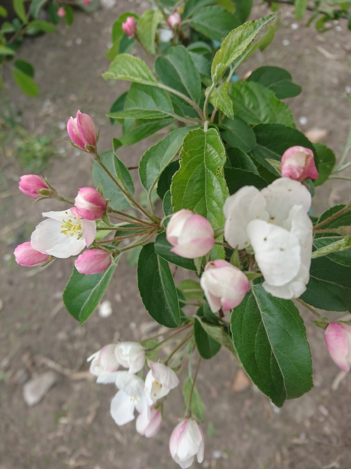 spring