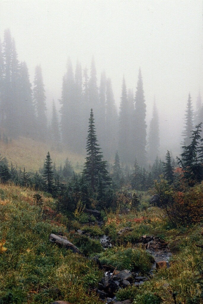 trees