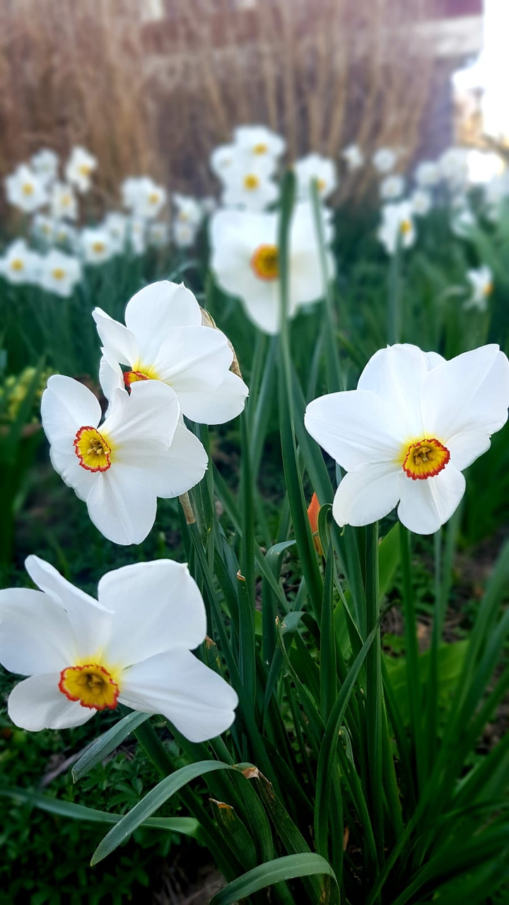 Spring daffodils