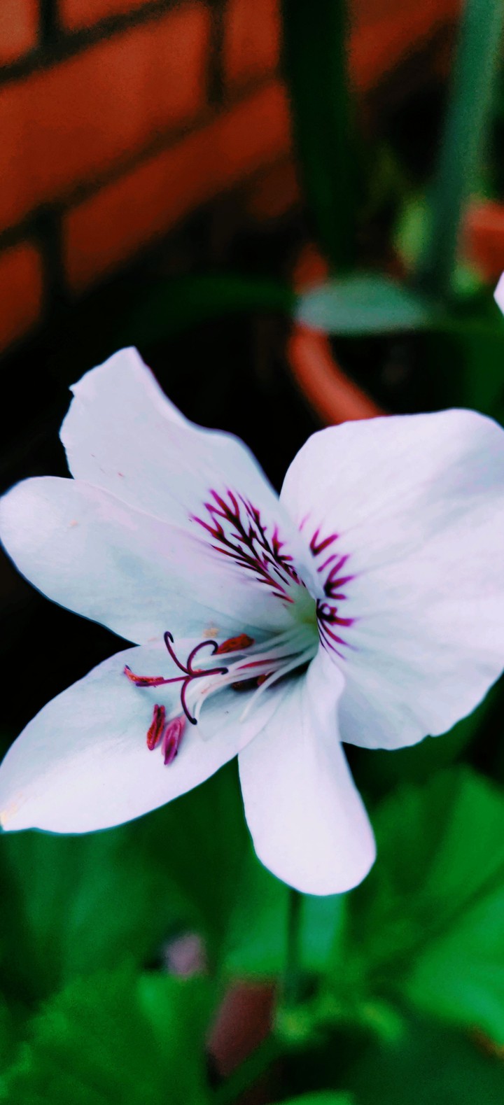 White flower