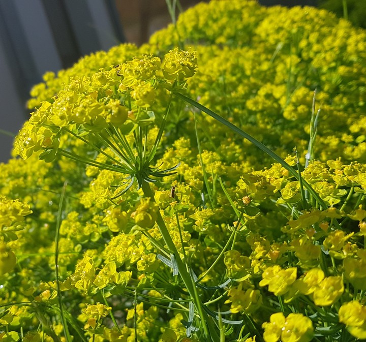 spring