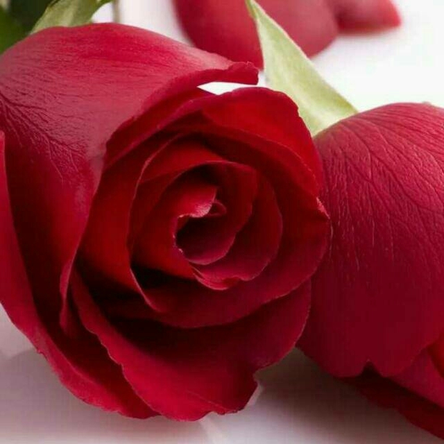 love flower