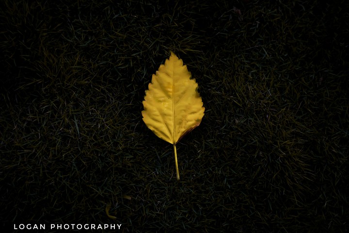 leaf