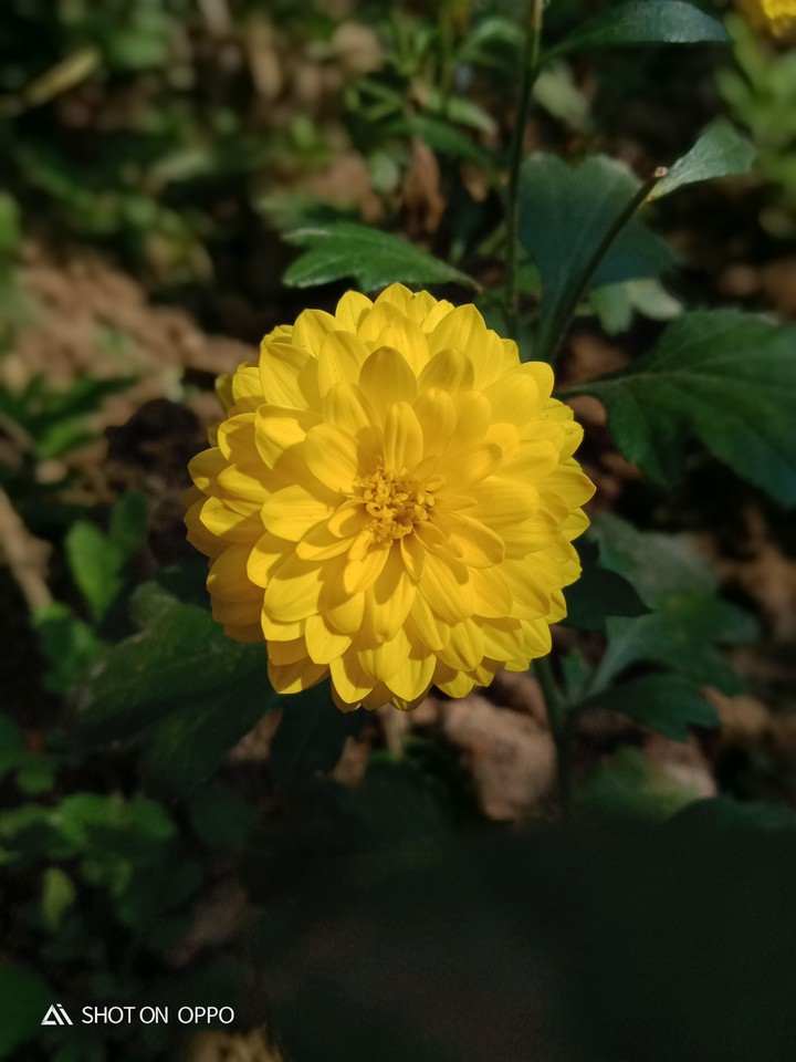 flower