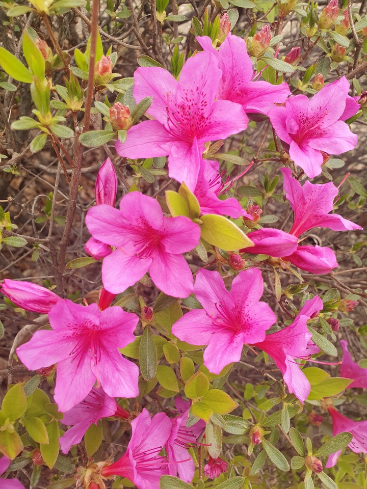 철쭉