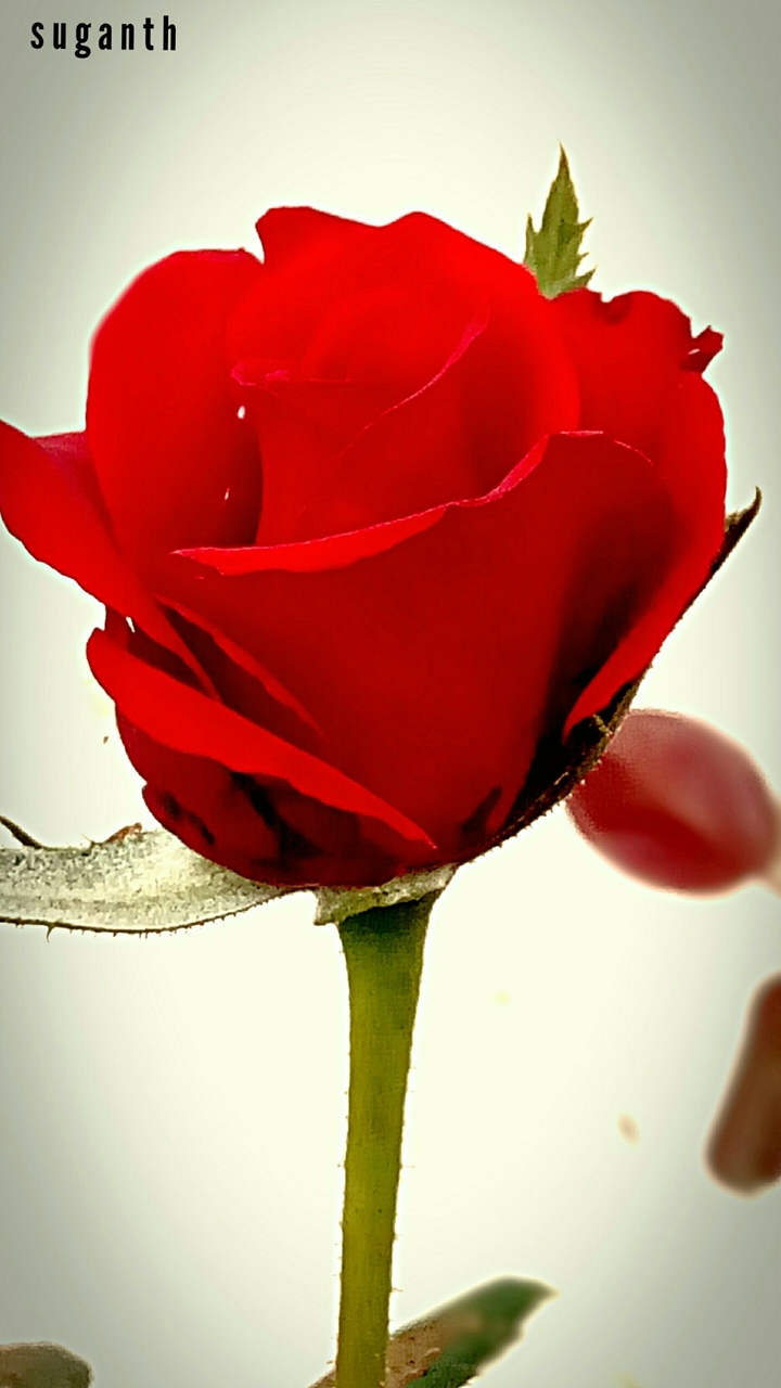#flower # rose