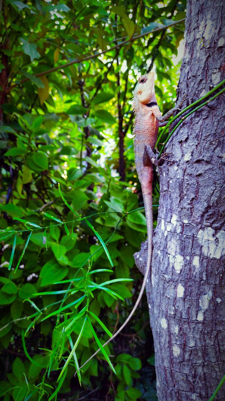 lizard