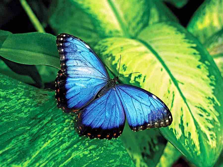 Butterfly