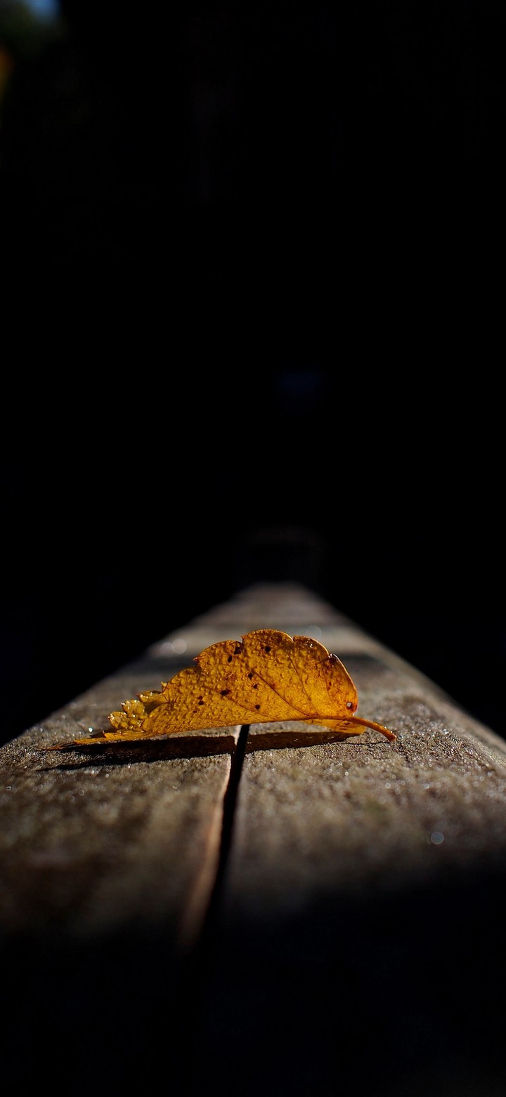 Leaf