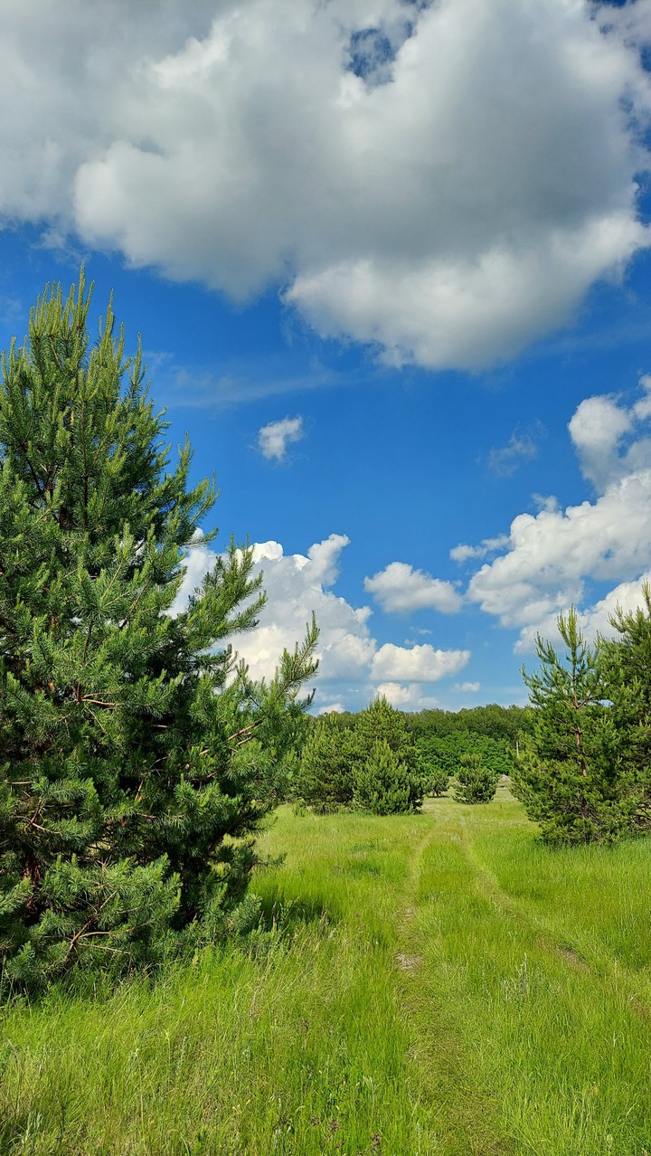 Russian forest