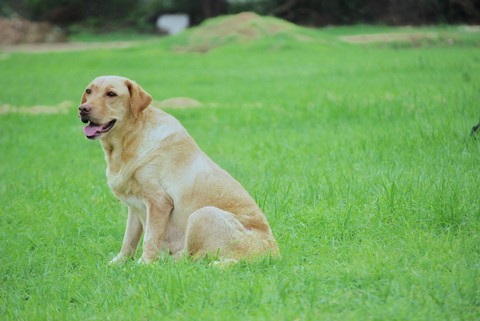 Goldi