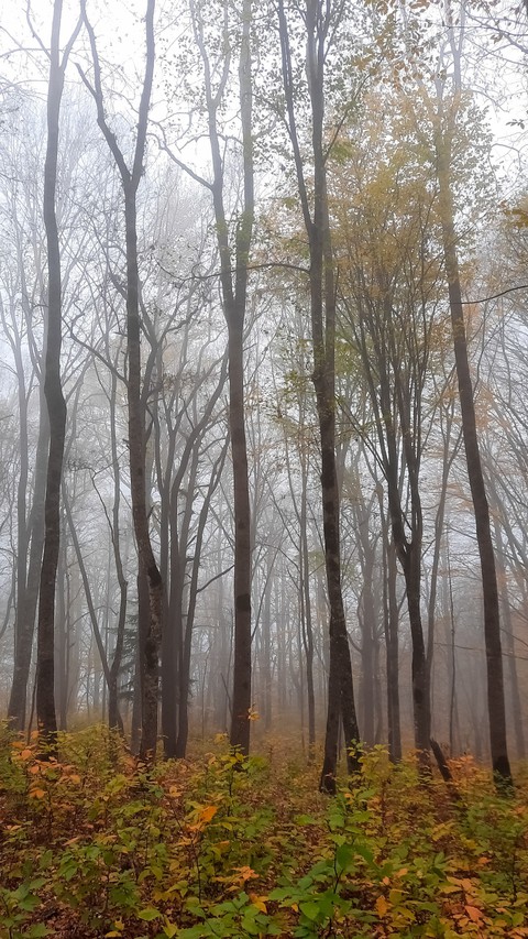 fog
