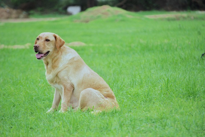 Goldi