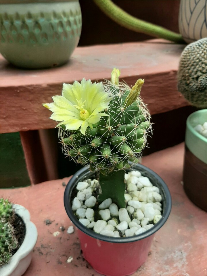 Hoa xương rồng