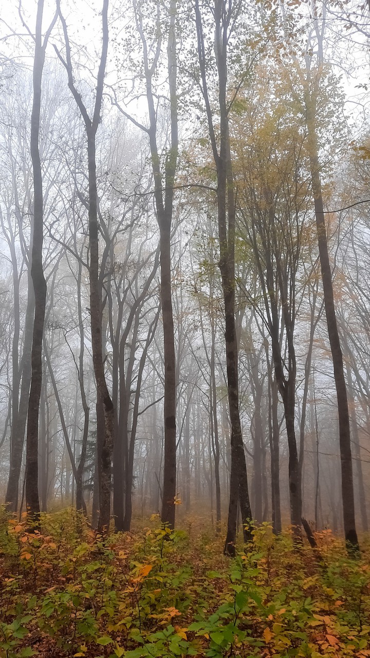 fog